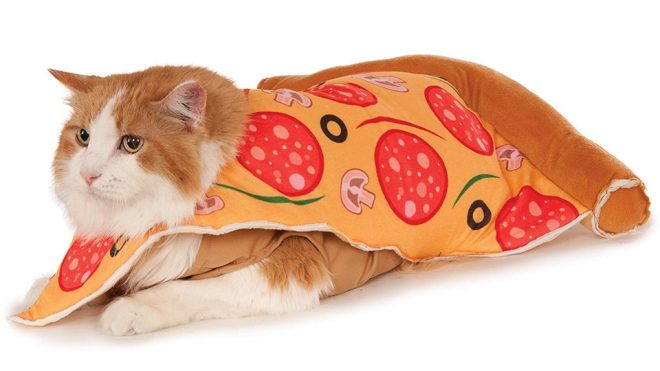 cat as pizza